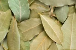 Laurel
