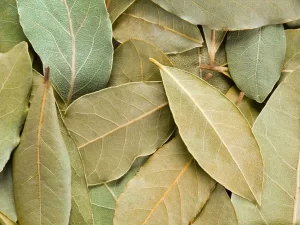 Laurel