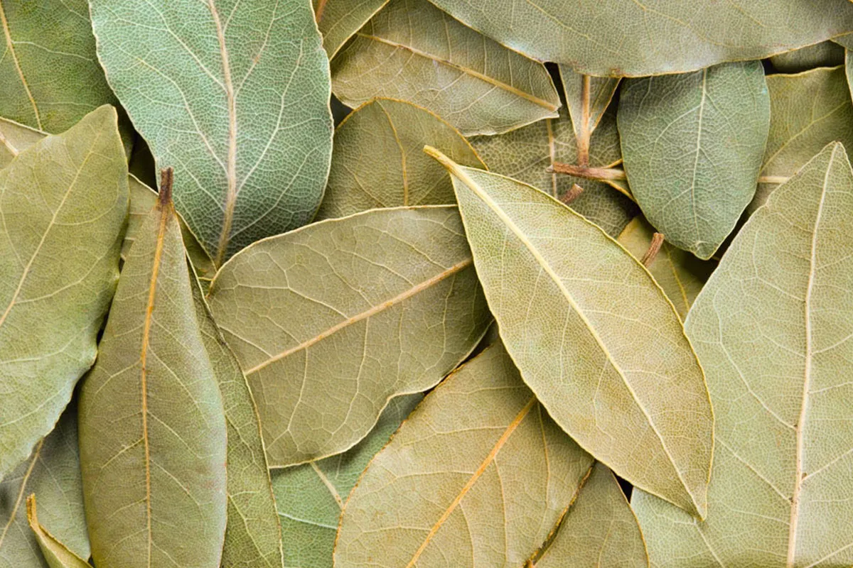 Laurel Laurel